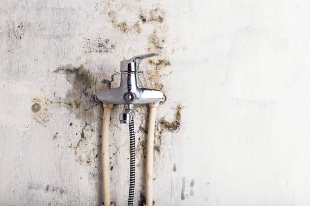 Anthony, TX Mold Removal Company