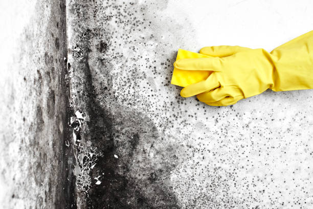 Best Emergency Mold Removal  in Anthony, TX