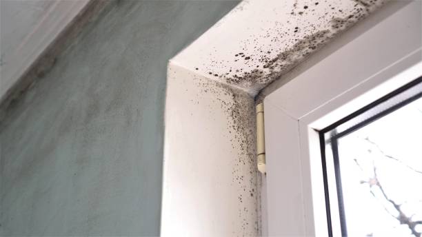 Best Mold Testing  in Anthony, TX
