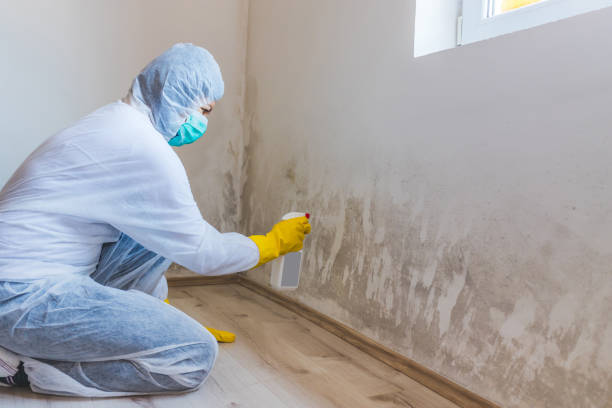 Best Commercial Mold Removal  in Anthony, TX