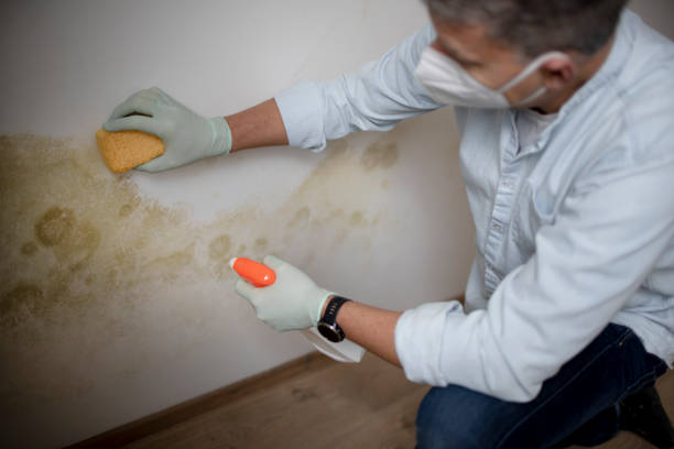 Best Fast Mold Removal  in Anthony, TX