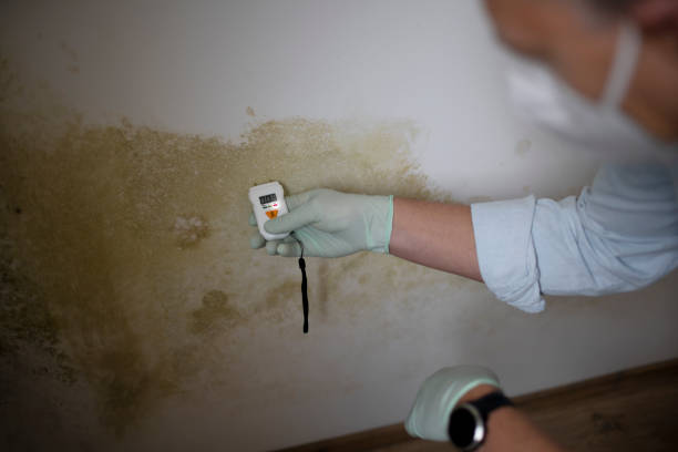 Best Mold Damage Repair  in Anthony, TX