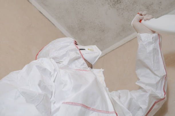 Anthony, TX Mold Removal Company