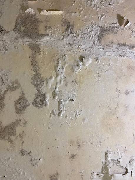 Best Home Mold Removal  in Anthony, TX