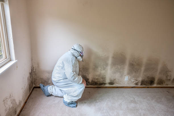 Best Mold Removal and Inspection  in Anthony, TX