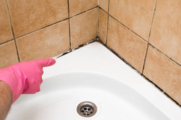 Best Mold Removal Near Me  in Anthony, TX